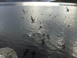 Norwegen 2008 Rundereim